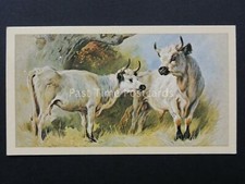 No.27 WHITE CATTLE British Mammals GRANDEE T30 Issued by Player 1983