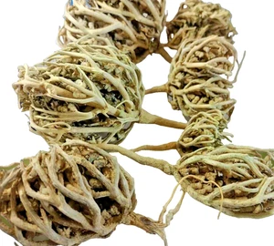 Rose von Jericho Kaf Maryam Blume Anastatica hierochuntica Bio 50 gكف مريم - Bild 1 von 3