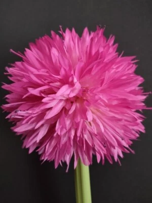 Vástago artificial 26" allium FUCSIA Foto 1 de 4