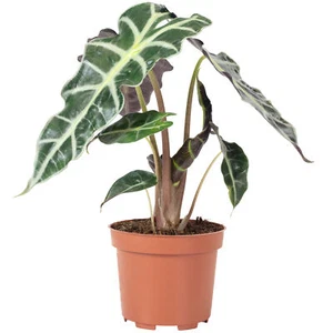 Pfeilblatt - Alocasia 'Polly' - Höhe ca. 25 cm, Topf-Ø 12 cm - Bild 1 von 1
