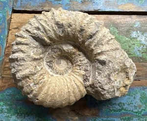 Esemplare fossile di ammonite naturale - Foto 1 di 5