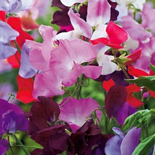 Flower Sweet Pea Spencer Mix - 150 seeds