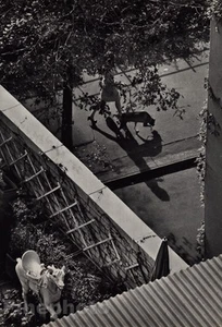 1962/72 ANDRE KERTESZ Vintage WHITE HORSE New York Dog Walker Photo Art 11x14 - Picture 1 of 1