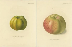 Set of 2 Antique Prints of the Gravenstein Apple and Alexander Apple - Picture 1 of 3