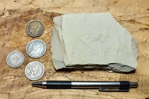 Kalkstein - hellbrauner schluffiger Kalkstein aus dem Karmel Fm. - Lehrhandpräparat - Bild 1 von 9