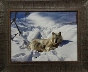 White Wolf reclining in fresh winter snow on a sunny winter day - Picture 1 of 8