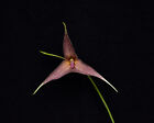 Dracula platycrater orchidea