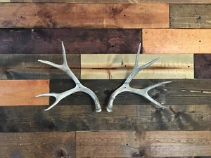 Amazeen Outdoors Shed Antler Mount Hanger Whitetail Mule Deer Sheds Bone Skull - Picture 1 of 14