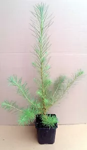 1 x Japanische Lärche Larix kaempferi im Topf 10-20 cm, Bonsai geeignet - Bild 1 von 2