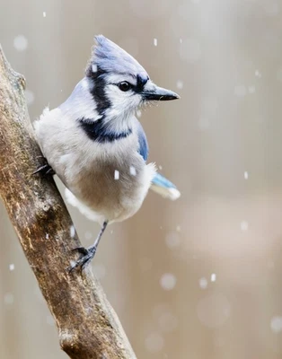 Impresión fotográfica Blue Jay Bird 11x14 11"x14" #4 Foto 1 de 4
