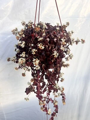 Calico Kitten Crassula Variegata Succulent 6 ” pot | hanging full pot - Image 1 of 4