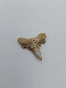 Fossil Jaekelotodus trigonalis Haizahn - Ukraine, in gutem Zustand - Bild 1 von 4
