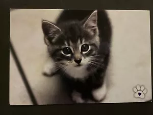Postcard Kitten by BCSPCA in Vancouver BC Canada Cat lovers kitty B85 - Foto 1 di 2