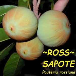~ROSS SAPOTE~ Pouteria rossiana cv ROSS Sapote Zapote med 12+in Potd Plant