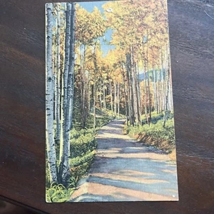 Vintage 1900s Blank Post Card The Road Through The Aspens Textured SP - Picture 1 of 4
