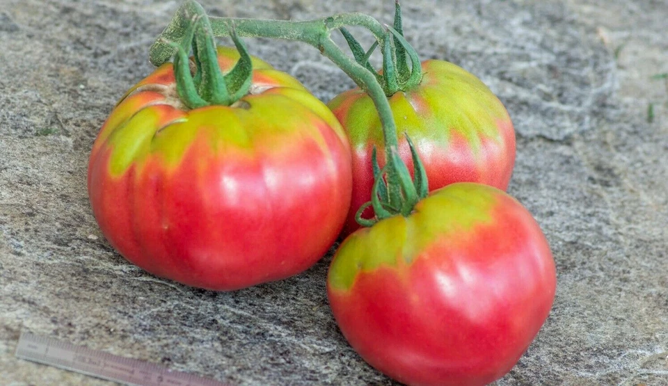 VALEYRAC EXOTICS Monstreuse de Lyon Tomate - 5+ Graines - Graines - Semillas - Graines - P 387