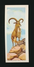 1964 R757-5 Welch's "Sugar Daddy" AFRICAN WILD ANIMALS -#22 Barbary Sheep