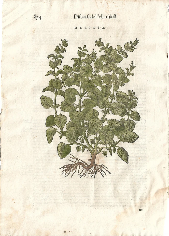 Stampa antica MATTIOLI MATTHIOLI erbario MELISSA botanica 1604 Antique print - Immagine 1 di 1