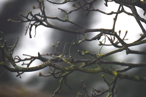 Very Rare SIGMA MF 1000mm f:13.5 Telephoto Multi-Coated Mirror Lens, Canon FD - Picture 1 of 17