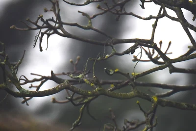 Very Rare SIGMA MF 1000mm f:13.5 Telephoto Multi-Coated Mirror Lens, Canon FD - Image 1 of 4