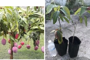 Mango Live Tropical Fruit Tree 15”-25”Grafted Mango Tree - Picture 1 of 6