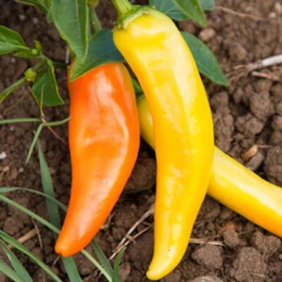 Hungarian Hot Wax Pepper Seed, 50 Seed Pack, Heirloom Hot Pepper Seed - Image 1 of 3