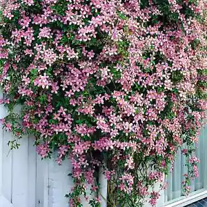 Clematis Montana Rubens Deciduous Scented Pink Flowering Climber in 1LTR POT - Picture 1 of 4