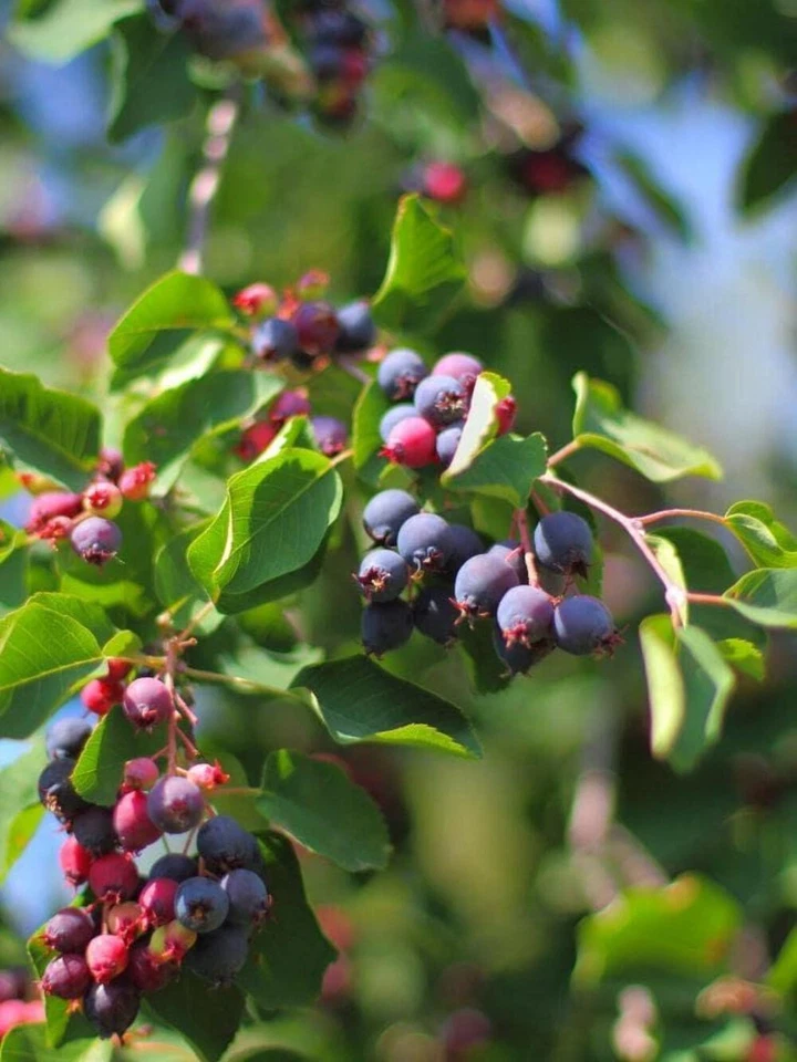 BOHLKEN BAUMSCHULEN Echte Felsenbirne, Gemeine Felsenbirne | Amelanchier rotundifolia