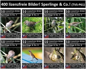 400 Lizenzfreie Profi-Bilder Fotos Sperlinge Vögel Photoshop UVP 152,- / 2 DVDs - Bild 1 von 9