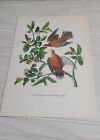 1936 ZENAIDA DOVE John James Audubon plaque d'impression oiseau livre unique page 9 X 6