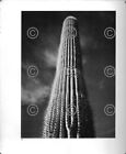 Book Plate B&W Photo Ansel Adams Saguaro Cactus / Canyon De Chelly