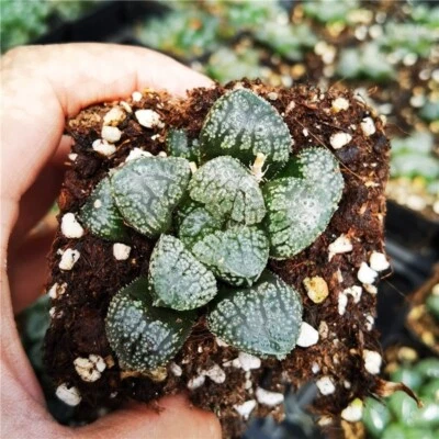  Haworthia black diamond ( Giant Leaf Form ) ,   nice Succulent plant - Image 1 of 3