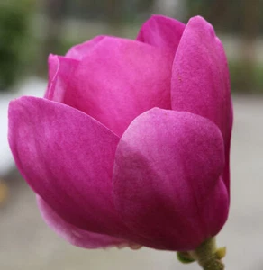 Magnolia Cleopatra® 30-40 cm - Magnolia - Imagen 1 de 1