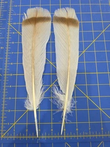 Z179 Pr Cinnamon Turkey Tail Feather - Imagen 1 de 1