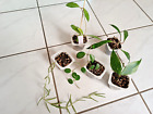 Hoya SET  Mathylde Splash/Polyneura variegata/Crassipetiolata/Linearis/Pubicalyx