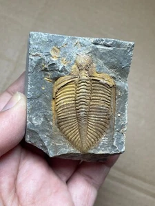 200g natural Silurian period Coronocephalus Trilobite specimen stone - Picture 1 of 16