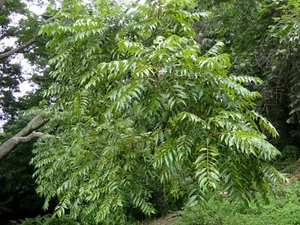 AUSTRALIAN RED CEDAR - TOONA CILIATA - Picture 1 of 6