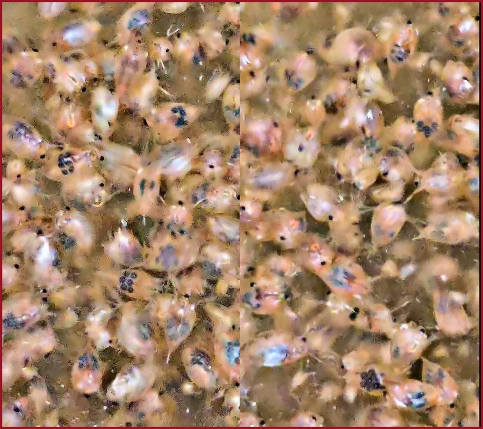 5k Daphnia Magna (Clean Indoor Culture) !BUY2GET3! - Image 1 of 4