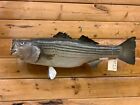 Real Skin Mount Striper Bass Largemouth Walleye Pike Fish Taxidermy Fst11