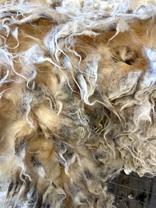7+lbs Wool Navajo Churro white Whole fleece spinning weaving prim locks raw - Picture 1 of 10