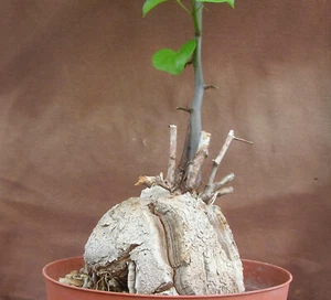 Dioscorea elephantipes, Elefantenfuss Caudex mit 8,5 cm Durchmesser und Neutrieb - Bild 1 von 4