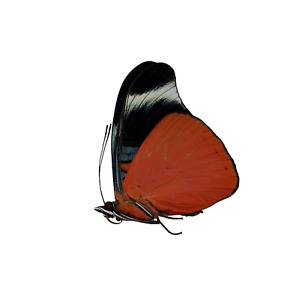 The Prola Beauty Red Flasher Butterfly (Panacea prola) Entomology Specimen