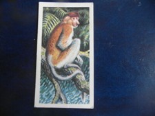  Brooke Bond "Asian Wildlife" 1962 original tea-card, No.4, Proboscis Monkey.