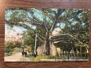 Tom Pringles Cotton Tree, Jamaika, BWI Postkarte ~ unbespielt, DB - Bild 1 von 2