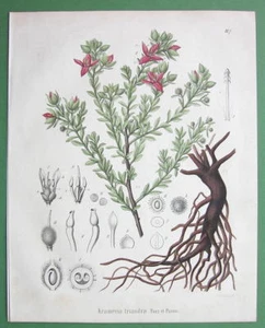 PERUVIAN RHATANY Flower Medicinal Krameria Triandra - 1860 Color Botanical Print - Picture 1 of 2
