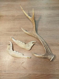 Teschio vero vintage con corna, osso bianco, teschio animale. Originale .Germania - Foto 1 di 17