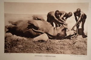 Photo Heliogravure 1930 Landscape Equatorial Africa HIPPOPOTAMUS PHOTO 16X25cm - Picture 1 of 1