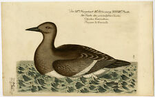 Rare Antique Print-ANIMAL-BIRD-GRYLLE-Frisch-1763
