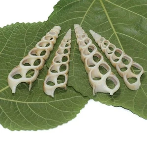 4 Pcs 2.5-3.5 Inches Sliced Seashells Cut Strombus Shells - Picture 1 of 8