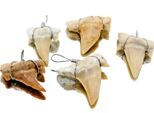 Fossil Sharks Teeth Wire Wrapped Morocco Shark Tooth Cretaceous Fossilized 1pc - Picture 1 of 10